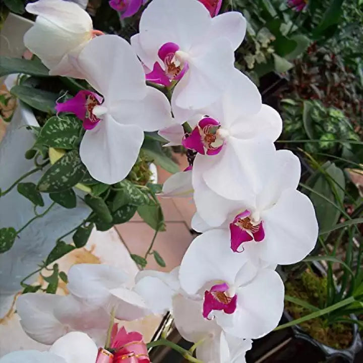 Multi Phalaenopsis Orchid Flower Seeds Flower seeds for Planting Drought Tolerant Heirloom & GMO Free Seeds for Home Garden