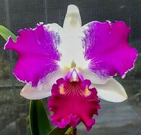 Cattleya Flower seeds for Planting - Low Maintenance, Heirloom & GMO Free Seeds for Home Garden