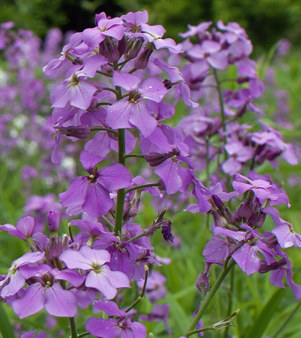 Violet Linifolium Flower Seeds  Perfect for Planting & Growing