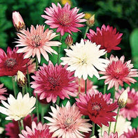 Xeranthemum Annuum Flower seeds for Planting - Wildflower Mix, Heirloom & GMO Free Seeds for Home Garden