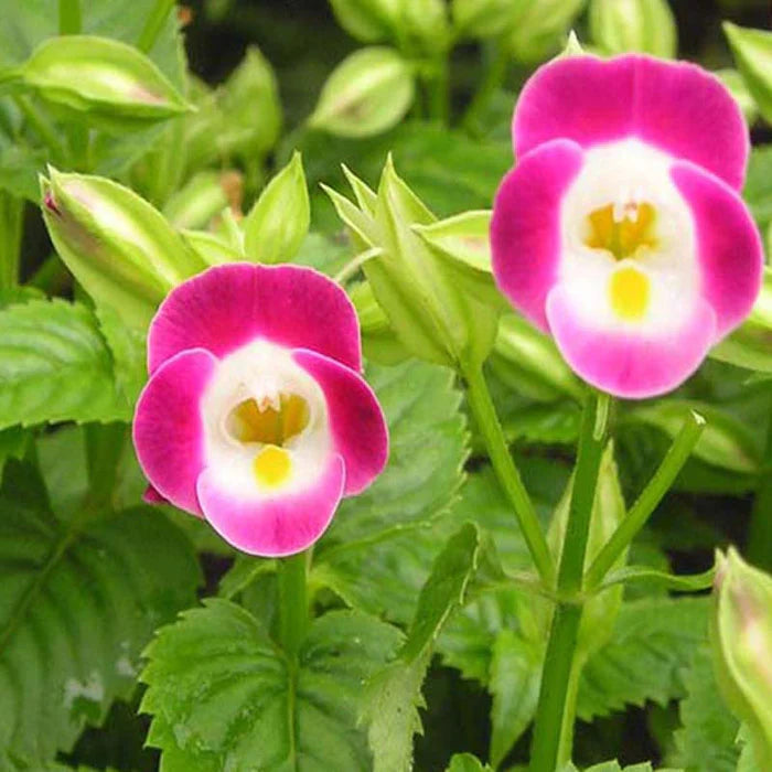 Pink Torenia Flower seeds for Planting - Garden Favorite, Heirloom & GMO Free Seeds for Home Garden
