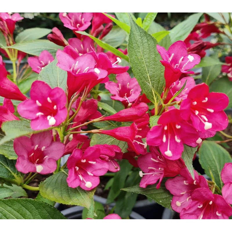 Weigela Flower seeds for Planting Drought Tolerant Heirloom & GMO Free Seeds for Home Garden
 
 Sale