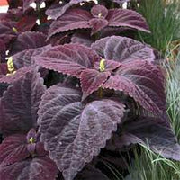 Deep Purple Dragon Coleus Seeds Flower seeds for Planting Colorful Display Heirloom & GMO Free Seeds for Home Garden