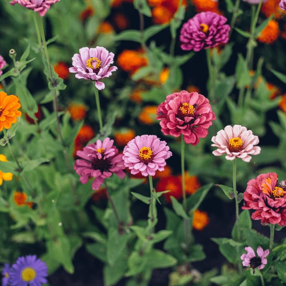 Single Petal Zinnia Mix Flower seeds for Planting Premium Quality Heirloom & GMO Free Seeds for Home Garden 
 
 Sale