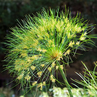 Heirloom Papyrus Flower seeds for Planting Colorful Display Heirloom & GMO Free Seeds for Home Garden