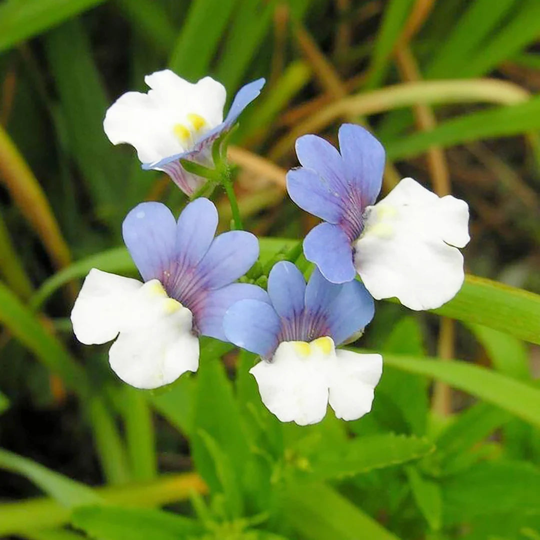 Blue Nemesia Strumosa Flower seeds for Planting Cut Flower Favorite Heirloom & GMO Free Seeds for Home Garden 
 
 Sale