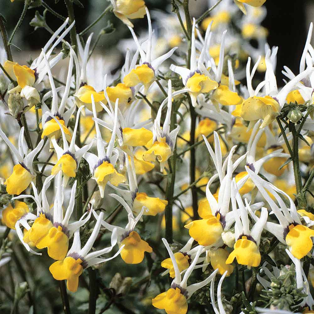 Mixed Nemesia Masquerade Flower seeds for Planting Sun Loving Heirloom & GMO Free Seeds for Home Garden 
 
 Sale