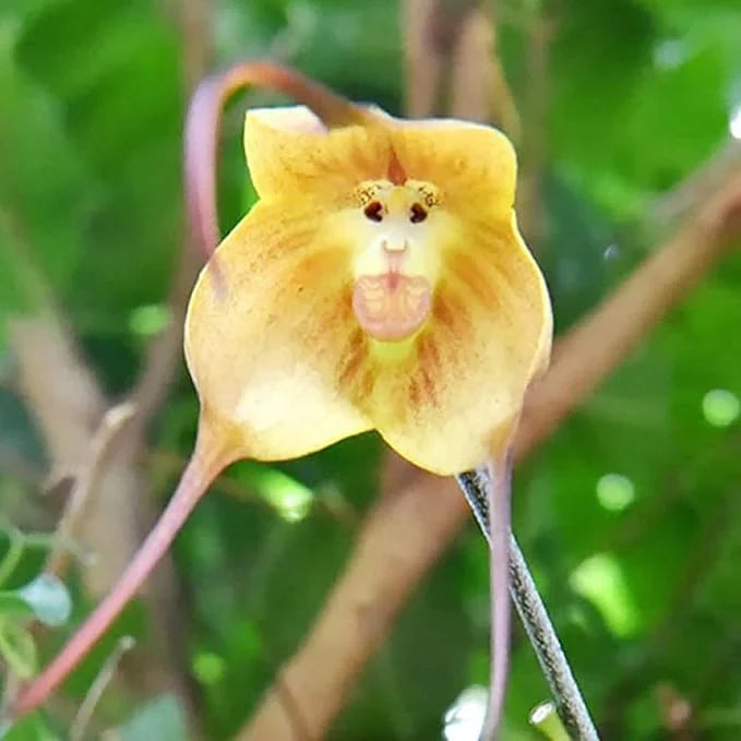 NonGMO Yellow Monkey Face Orchid Flower seeds for Planting Wildflower Mix Heirloom & GMO Free Seeds for Home Garden 
 
 Sale