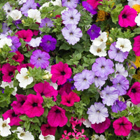 Mixed Laura Flower seeds for Planting Wildflower Mix Heirloom & GMO Free Seeds for Home Garden 
 
 Sale