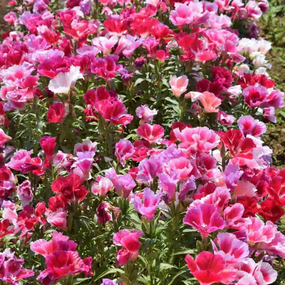 Mixed Azalea Godetia Flower seeds for Planting - Garden Favorite, Heirloom & GMO Free Seeds for Home Garden