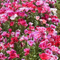 Mixed Azalea Godetia Flower seeds for Planting - Garden Favorite, Heirloom & GMO Free Seeds for Home Garden
