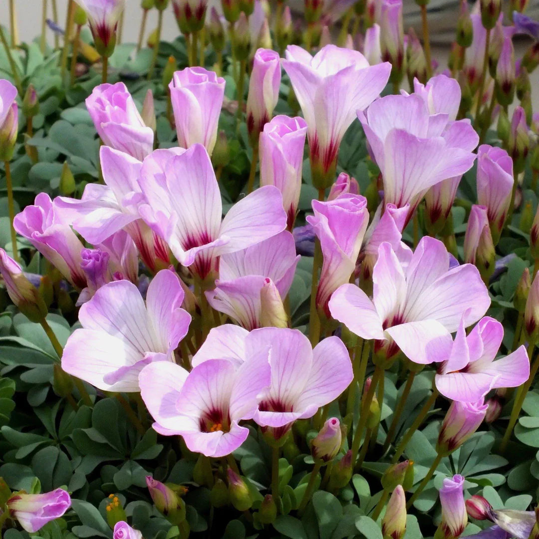 White Pink Oxalis Laciniata Flower seeds for Planting Long Bloom Season Heirloom & GMO Free Seeds for Home Garden
 
 Sale