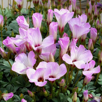 White Pink Oxalis Laciniata Flower seeds for Planting Long Bloom Season Heirloom & GMO Free Seeds for Home Garden
 
 Sale