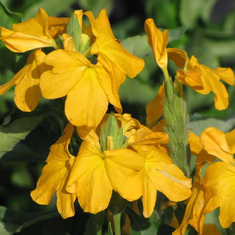 Crossandra Seeds - Yellow Splash - Firecracker Flower - Very Rare