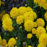 Chrysanthemum Pink Yellow Flower seeds for Planting - Compact Growth, Heirloom & GMO Free Seeds for Home Garden