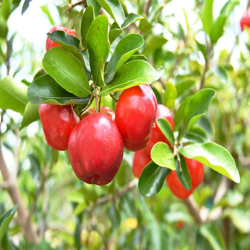 Barbados Cherry Seeds for Planting Guide