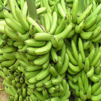 Banana Fruit Seeds for Planting Guide