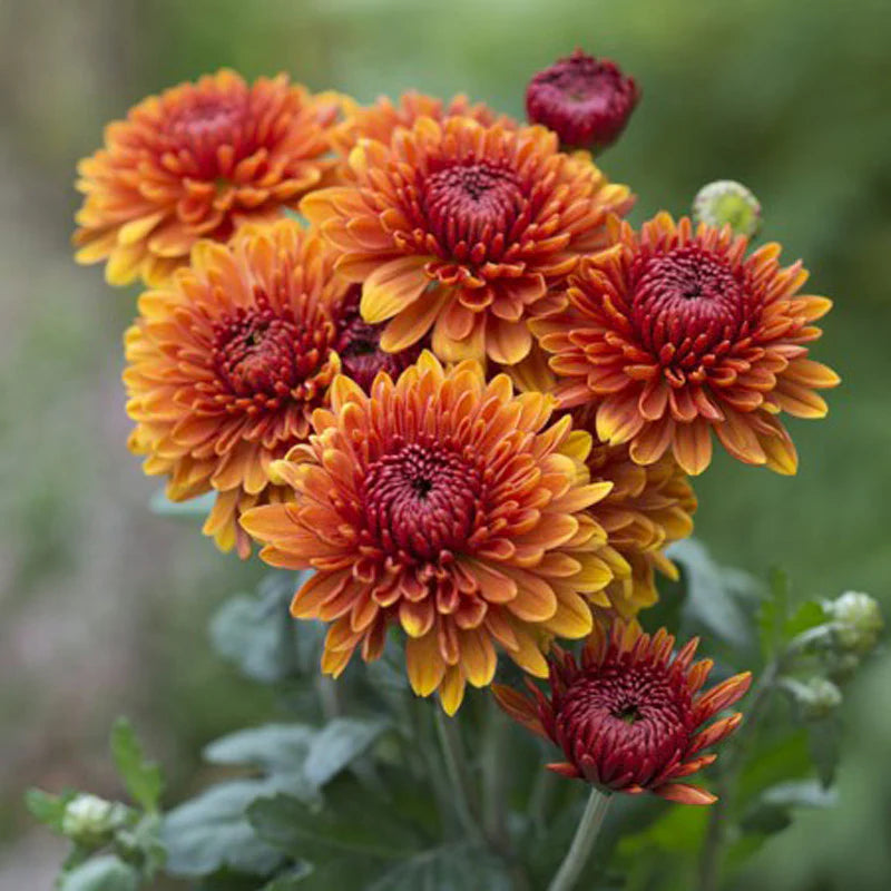 Yellow Orange Chrysanthemum Flower seeds for Planting - Colorful Display, Heirloom & GMO Free Seeds for Home Garden