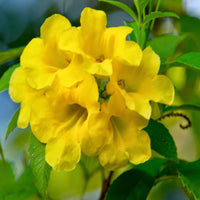 Nuevos Flower seeds for Planting - Garden Favorite, Heirloom & GMO Free Seeds for Home Garden