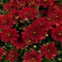 Deep Red Chrysanthemum Flower seeds for Planting - Compact Growth, Heirloom & GMO Free Seeds for Home Garden