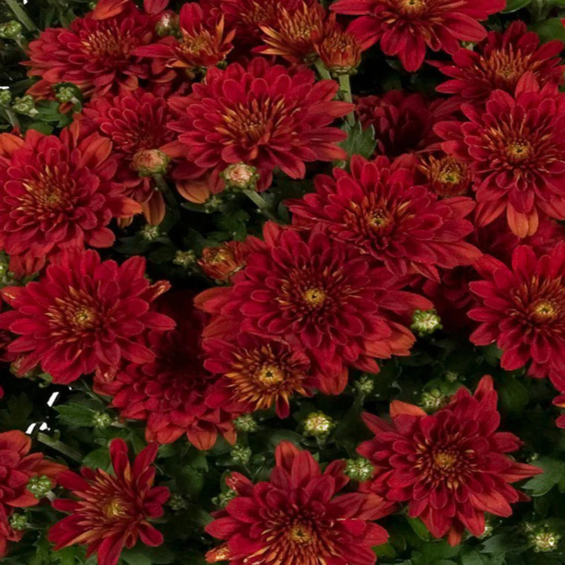 Deep Red Chrysanthemum Flower seeds for Planting - Compact Growth, Heirloom & GMO Free Seeds for Home Garden