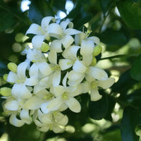 White Murraya Flower seeds for Planting - Hardy Variety, Heirloom & GMO Free Seeds for Home Garden