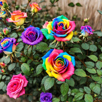 MultiColor Rose Flower Seeds for Planting Heirloom NonGMO Seeds Perfect for Garden Pollinator Friendly 
 
 Sale