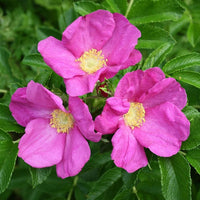 Rosa Rugosa Pink Rose Seeds