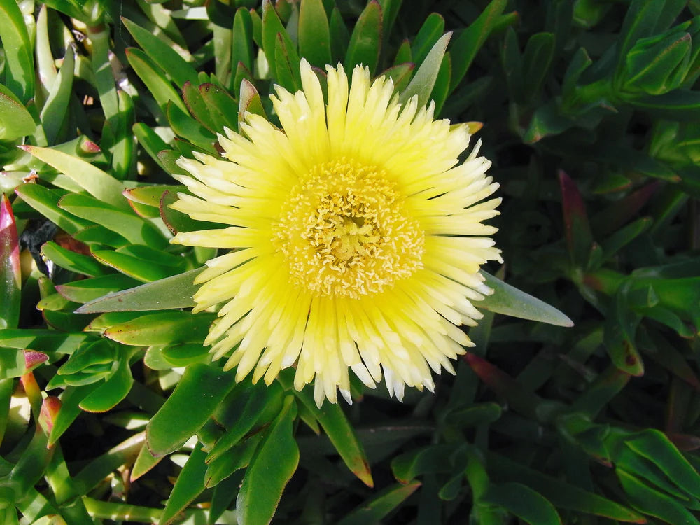 Carpobrotus Flower seeds for Planting Drought Tolerant Heirloom & GMO Free Seeds for Home Garden 
 
 Sale