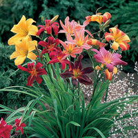 Mix Hemerocallis Flower seeds for Planting - Pollinator Friendly, Heirloom & GMO Free Seeds for Home Garden