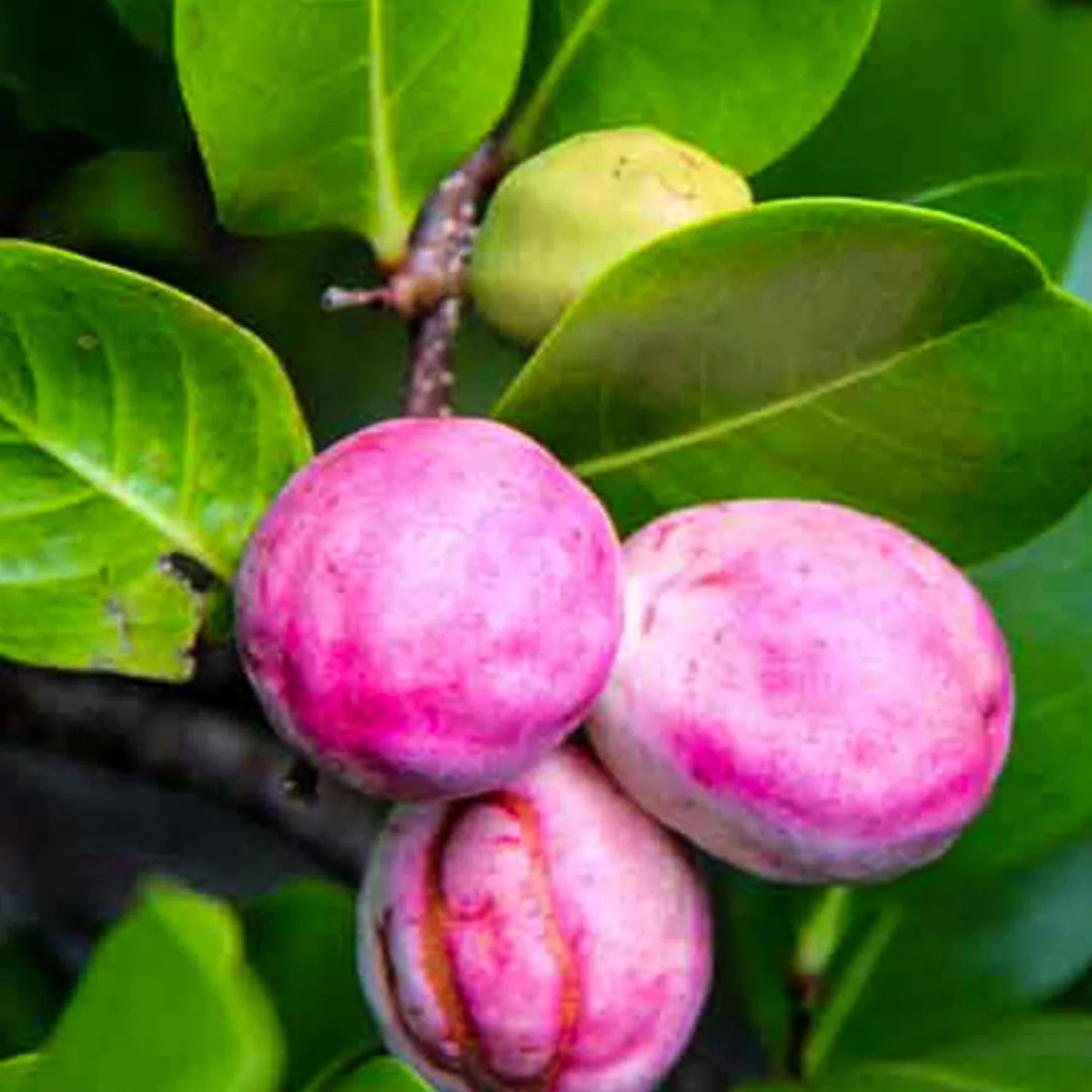 Chrysobalanus Icaco Seeds for Planting - Grow Edible Black Fruit Plants