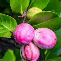 Chrysobalanus Icaco Seeds for Planting - Grow Edible Black Fruit Plants