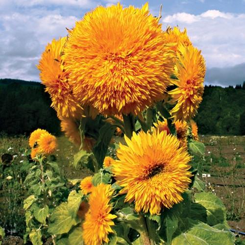 Yellow Perennial Bonsai Flower Seeds Planting