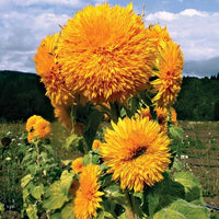 Yellow Perennial Bonsai Flower Seeds Planting