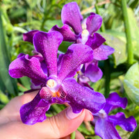 Purple Ascocentrum Flower seeds for Planting - Low Maintenance, Heirloom & GMO Free Seeds for Home Garden