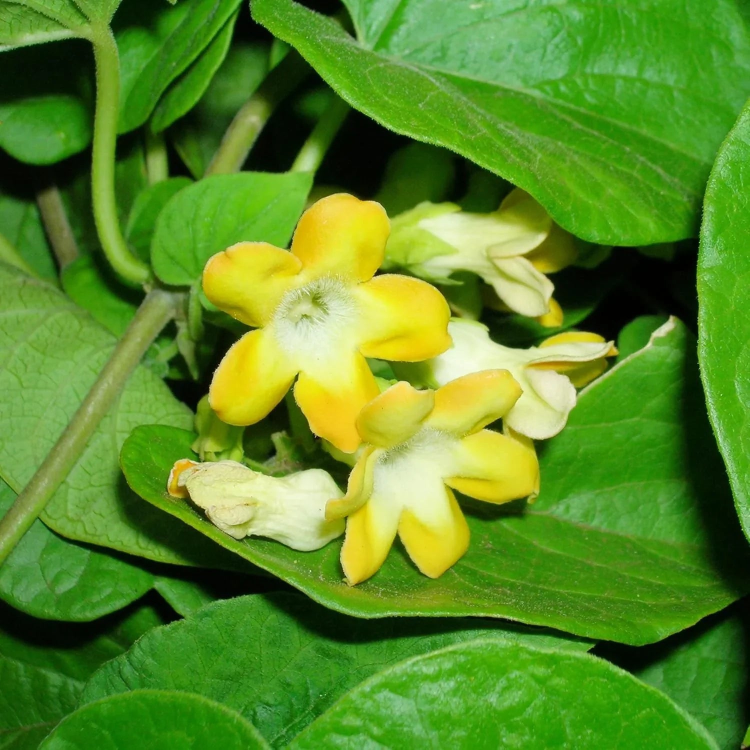Telosma Cordata Flower Seeds for Planting - Premium Seeds for Vibrant Blooms