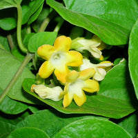 Telosma Cordata Flower Seeds for Planting - Premium Seeds for Vibrant Blooms