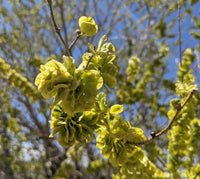 Dark Green Elm Flower seeds for Planting - Colorful Display, Heirloom & GMO Free Seeds for Home Garden