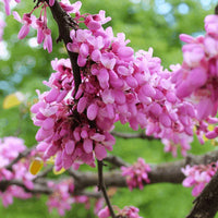 Pink Cercis Flower seeds for Planting Easy to Grow Heirloom & GMO Free Seeds for Home Garden 
 
 Sale