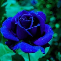 Dark Blue MulColor Rose Flower Seeds for Planting Hardy Variety Heirloom & GMO Free Seeds for Home Garden
 
 Sale