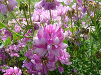 Violet Crown Vetch Flower seeds for Planting Long Bloom Season Heirloom & GMO Free Seeds for Home Garden 
 
 Sale