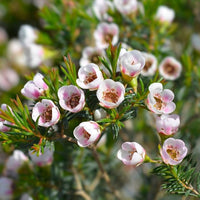 Geraldton Flower seeds for Planting Cottage Garden Essential Heirloom & GMO Free Seeds for Home Garden