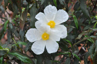 Creticus Flower seeds for Planting - Long Bloom Season, Heirloom & GMO Free Seeds for Home Garden
