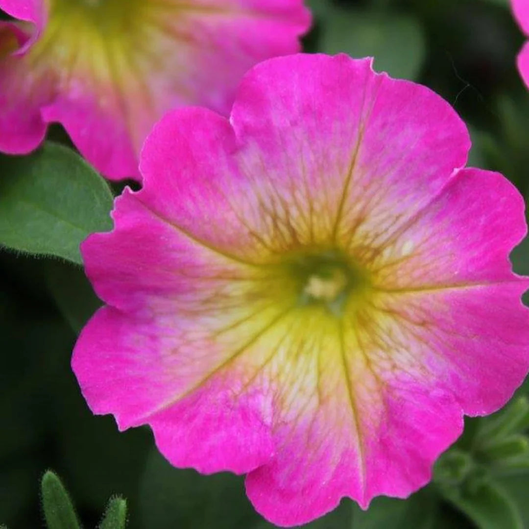 Yellow & Pink Petunia Flower seeds for Planting Easy to Grow Heirloom & GMO Free Seeds for Home Garden
 
 Sale