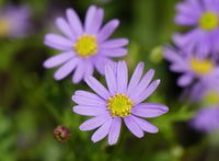 Blue Brachycome Flower Seeds: Essential Planting Guide