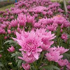 Light Pink Green Chrysanthemum Flower seeds for Planting - Wildflower Mix, Heirloom & GMO Free Seeds for Home Garden