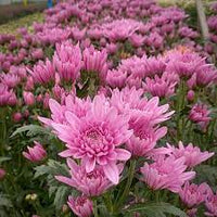 Light Pink Green Chrysanthemum Flower seeds for Planting - Wildflower Mix, Heirloom & GMO Free Seeds for Home Garden