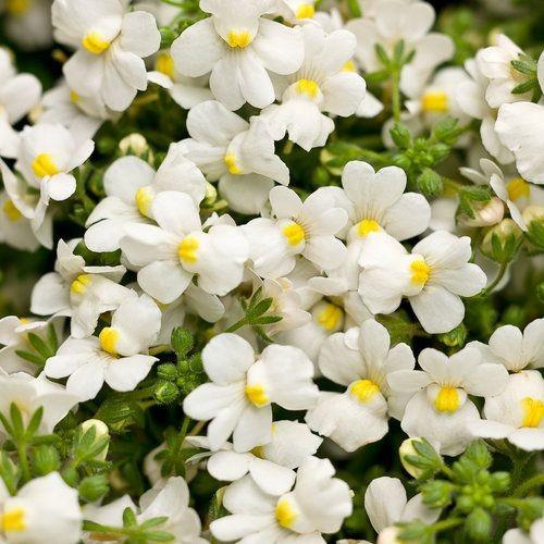 White Nemesia Strumosa Flower seeds for Planting - Compact Growth, Heirloom & GMO Free Seeds for Home Garden