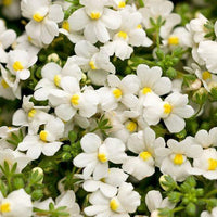 White Nemesia Strumosa Flower seeds for Planting - Compact Growth, Heirloom & GMO Free Seeds for Home Garden