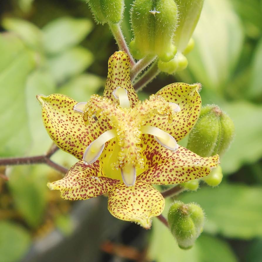Green Brown Tricyrtis Flower seeds for Planting Colorful Display Heirloom & GMO Free Seeds for Home Garden 
 
 Sale